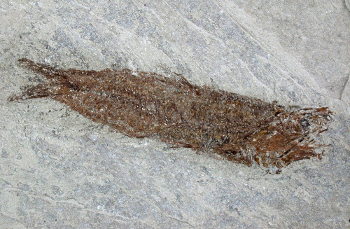 Pliocene engraulis eurasicolus - pliocene,