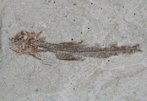 Pliocene bergmaceros albyi - pliocene,
