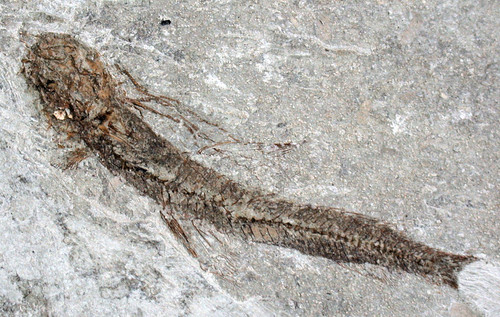 Pliocene bergmaceros albyi - pliocene,