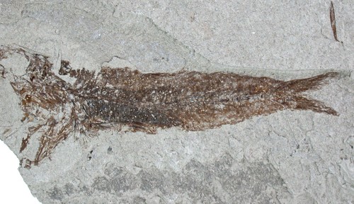 Pliocene engraulis eurasicolus - pliocene,