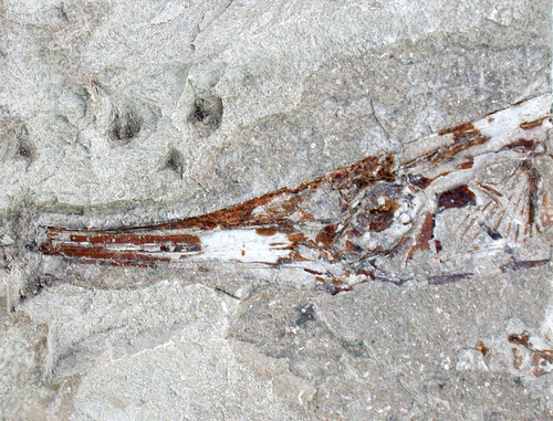 Pliocene eolisco - eolisco, (centriscus)