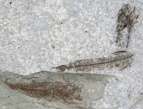 Pliocene trachurus - pliocene,