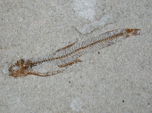 Pliocene bergmaceros albyi - pliocene,