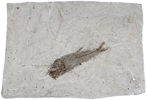 Pliocene trachurus - pliocene,