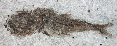 Pliocene trachurus - pliocene,